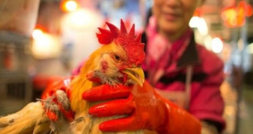 Hong Kong confirms first case of H7N9 bird flu