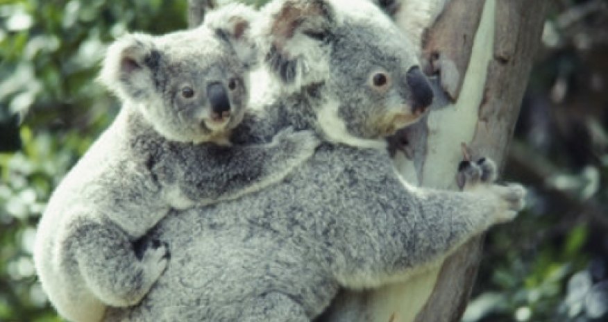 Koalas have unique voice organ - VIDEO