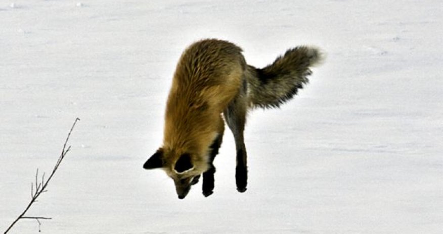 Dive for your dinner - PHOTO