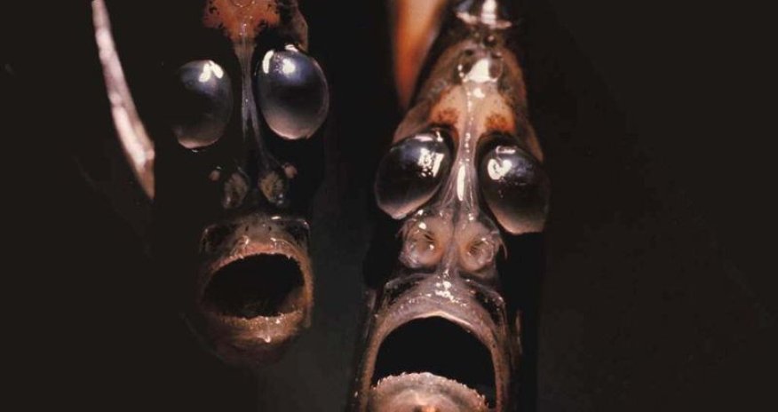 7 of the most frighteningly bizarre ocean creatures - PHOTO