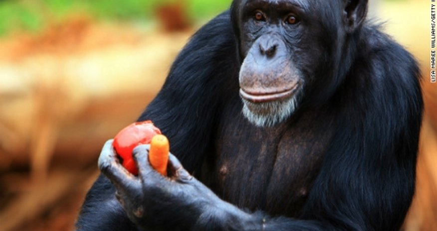 Chimps should be recognized as 'legal persons,' lawsuits claim