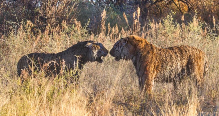 Bloodied beasts slashing each other with their claws