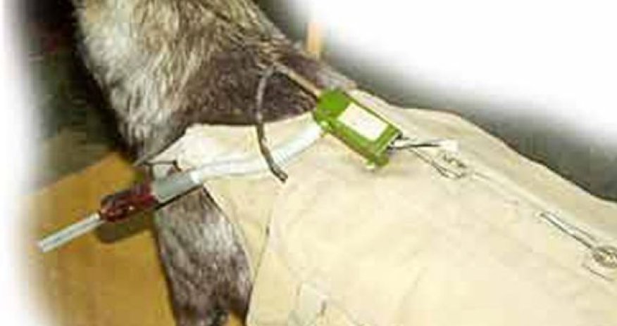 Stalin's kamikaze canines who were trained to blow themselves - PHOTO