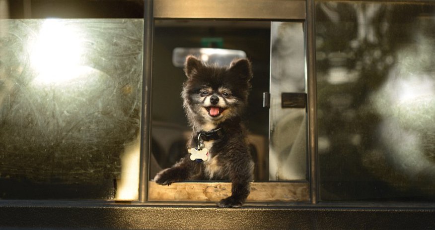 Delirious animals just love hanging their heads out of car windows - PHOTO