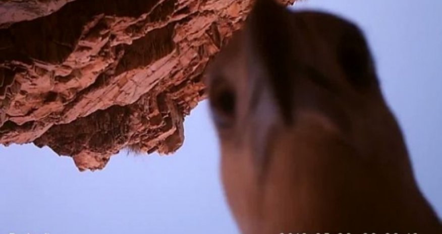 An eagle's eye