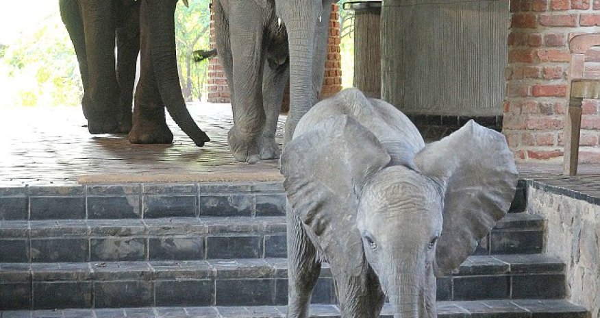 Elephants in the room - PHOTO