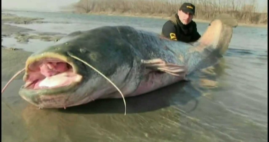 Team sportex catfish record 2,55 mts x 117 kg - PHOTO+VIDEO