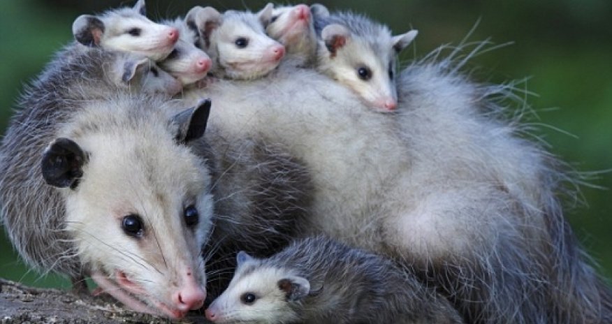 Is this video terribly cute or terrifying? - VIDEO