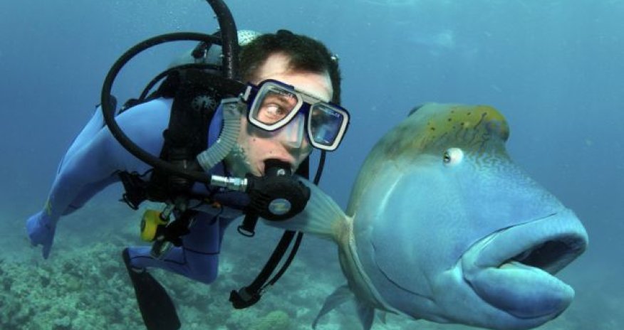 Blue humphead fish surprises first-time diver - PHOTO