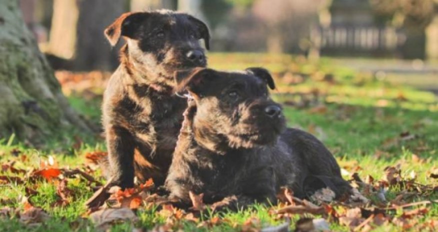 When a Westie finds love with a rottweiler