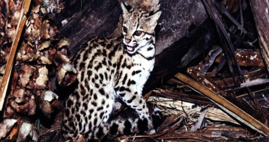 Cryptic new species of wild cat identified in Brazil - PHOTO