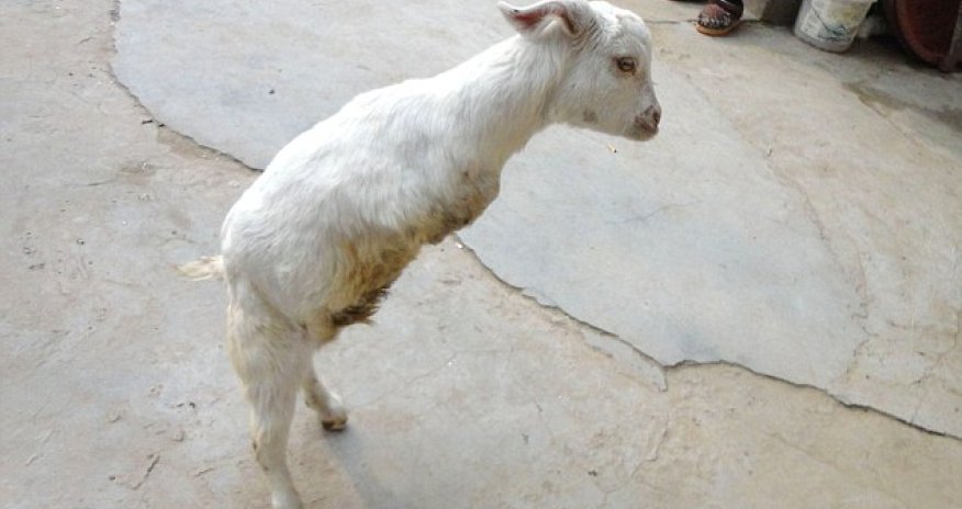 Cancer patient travels a lot to buy two-legged goat - PHOTO