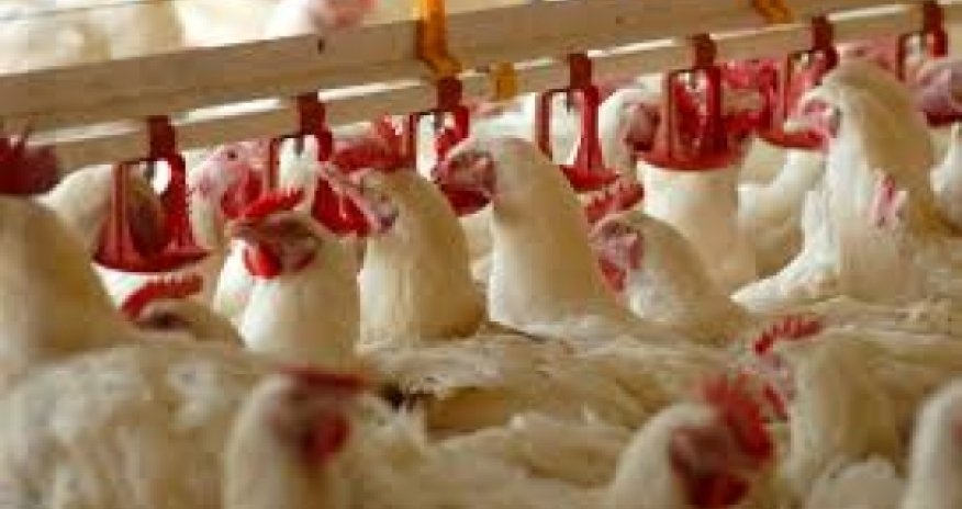 Azerbaijan plans to double poultry production by 2015