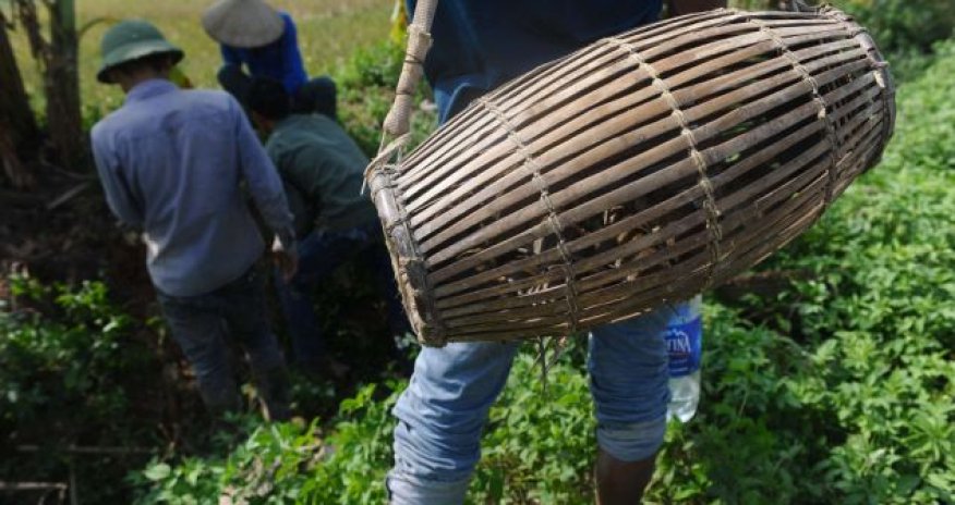 Restaurant in Vietnam offers rodent on a stick - PHOTO