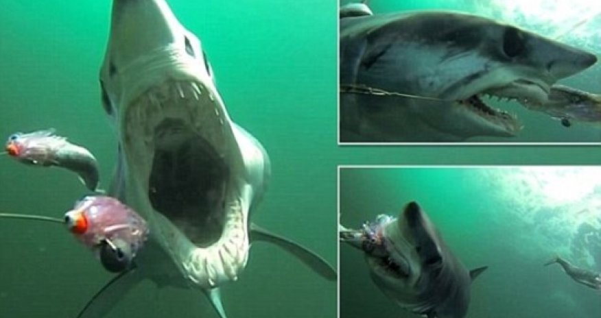 GoPro shows you what it's like being chased and eaten by shark - VIDEO
