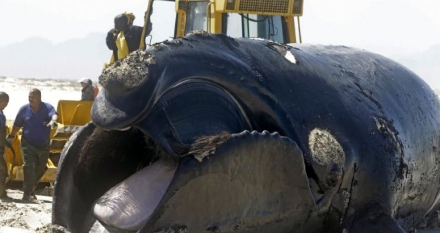 Exploding Southern Right Whale on beach near Cape Town - VIDEO