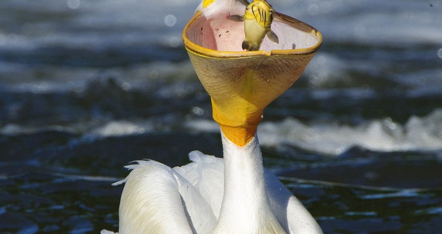 Hungry pelican opens bill like a basketball net - PHOTO