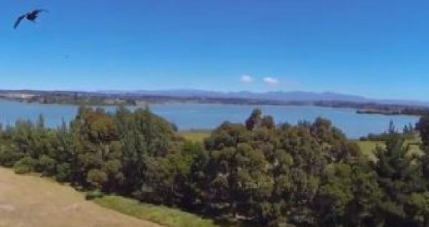 Has Amazon underestimated our feathered friends? - VIDEO