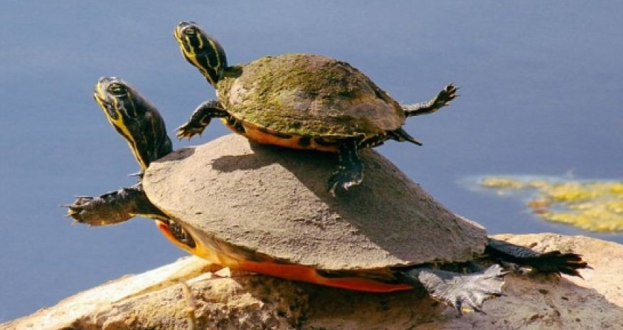 Turtle mother teaches her baby how to swim - PHOTO