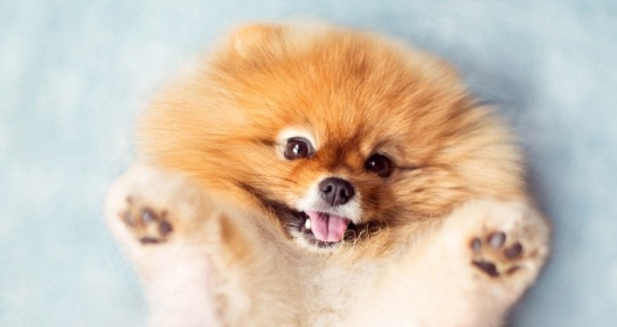 Is this the world's most photogenic pup? - PHOTO