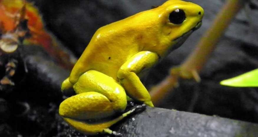 World's most deadliest animals - PHOTO