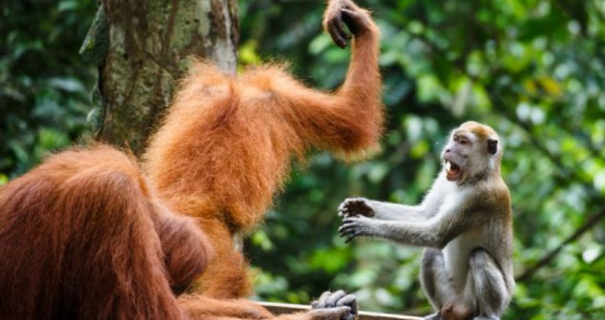 Rumble in the jungle - PHOTO