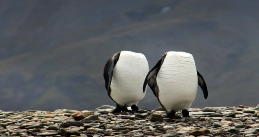 Running around like a headless penguin