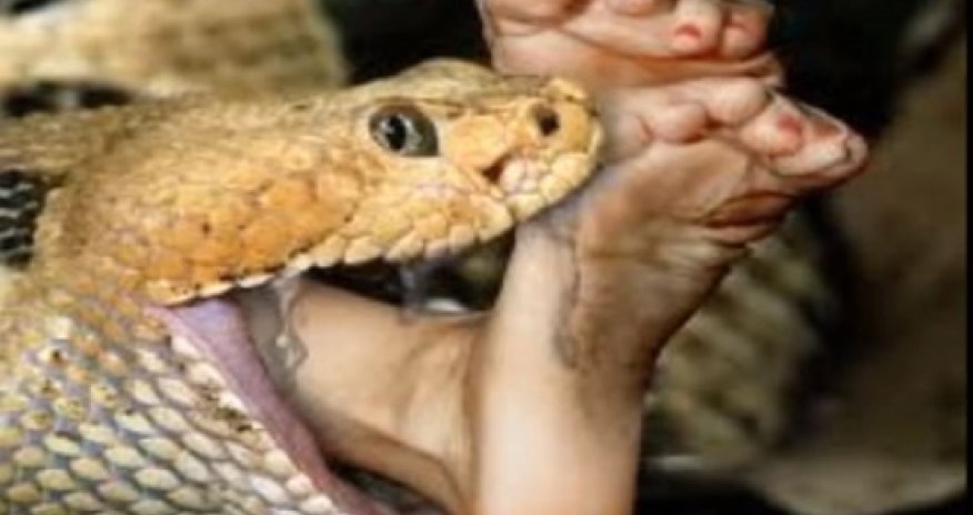 When snakes are eaten, they revenge - VIDEO