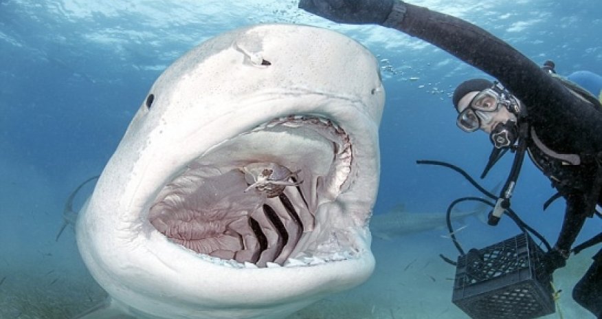 Incredible photos of a diver hand-feeding a killer shark - PHOTO