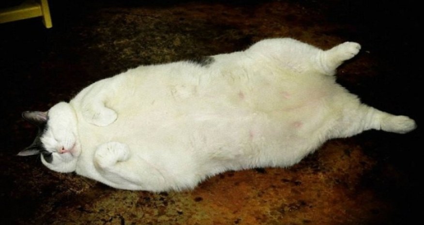 Popular fat cat dies of congestive heart failure at the age of 6