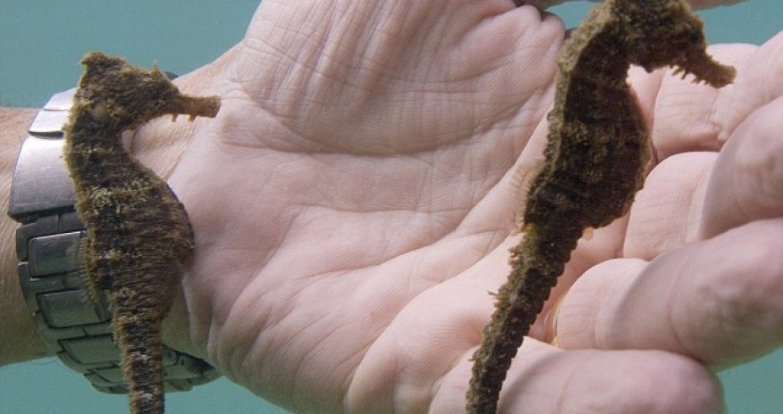 Seahorse spots its own reflection from a diver's watch - PHOTO