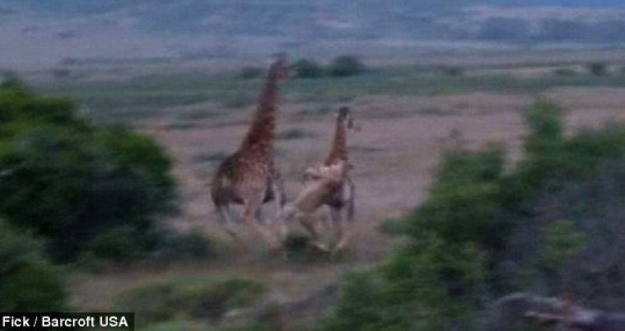 That's what you call a big meal - PHOTO+VIDEO