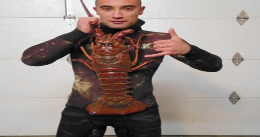 Lobster diver catches 18-pound spiny crustacean - PHOTO