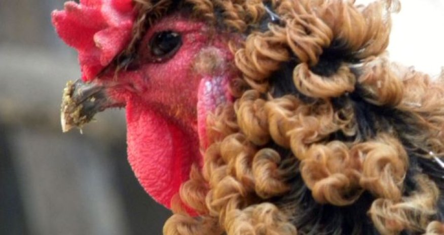 Chinese chicken that looks like its had a perm - PHOTO
