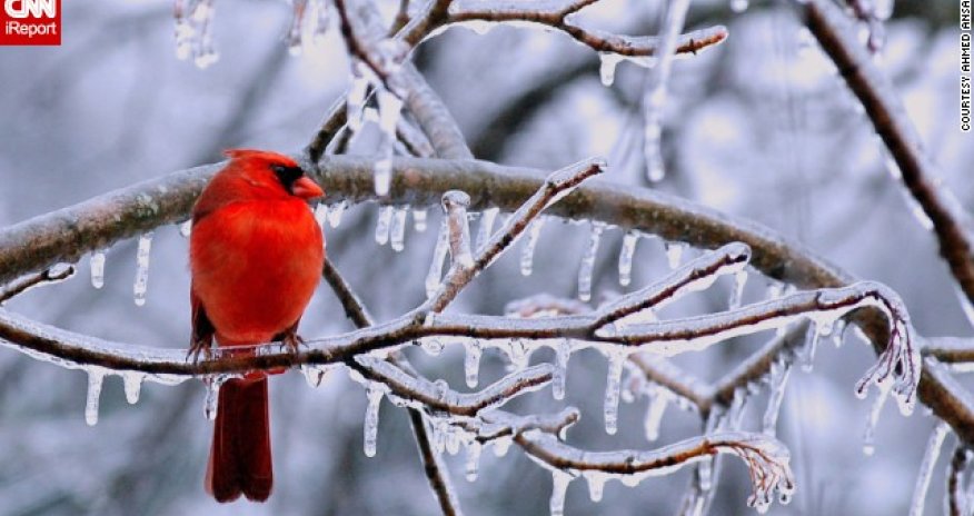 Ice as you've never seen it before - PHOTO