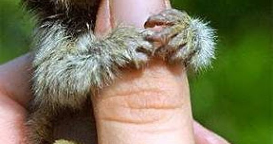 How Small An Animal Could Be? PHOTO