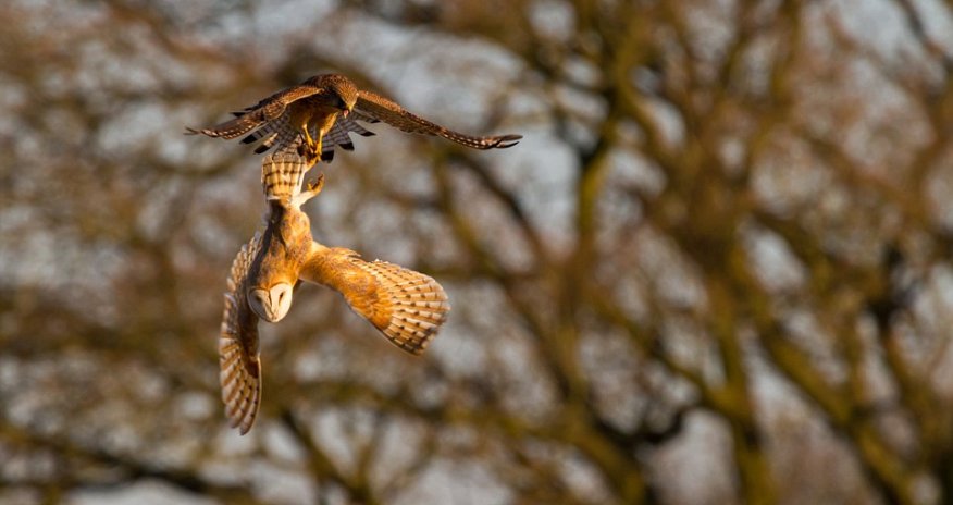 A daring kestrel tries to steal a vole right out of a barn owl's talons - PHOTO