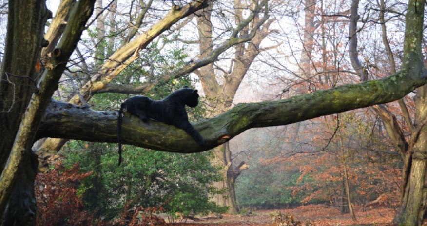 Big cat emerges in the London fog - PHOTO
