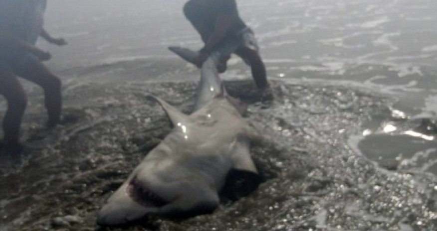 Man hooks a Great White shark off the beach - PHOTO+VIDEO