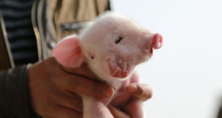 Piglet born with two mouths, two noses and three eyes - PHOTO