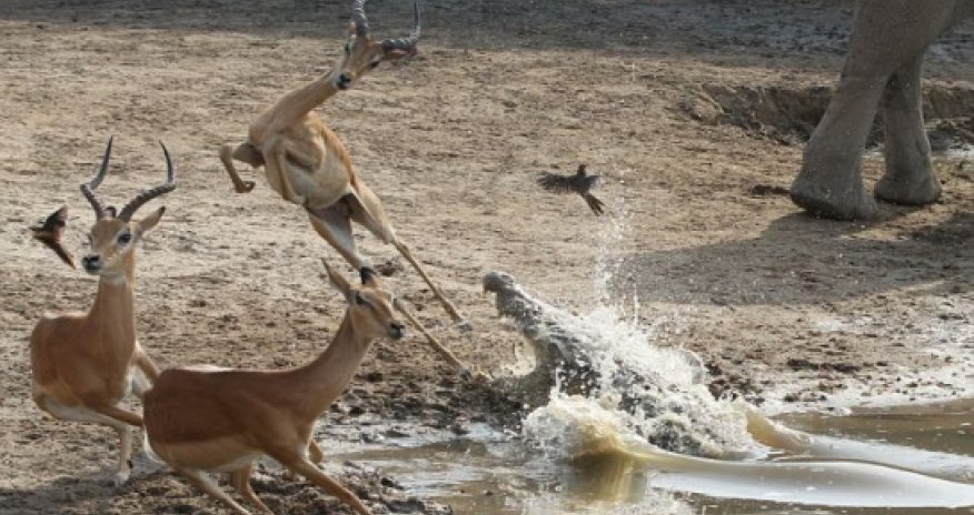Impala cheats death by inches as it leaps away from crocodile’s jaws - PHOTO