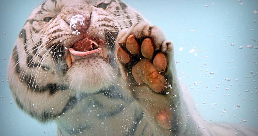 Bengal tiger plunges into water to demolish lump of raw meat - PHOTO