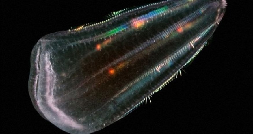 Did humans descend from jellyish?