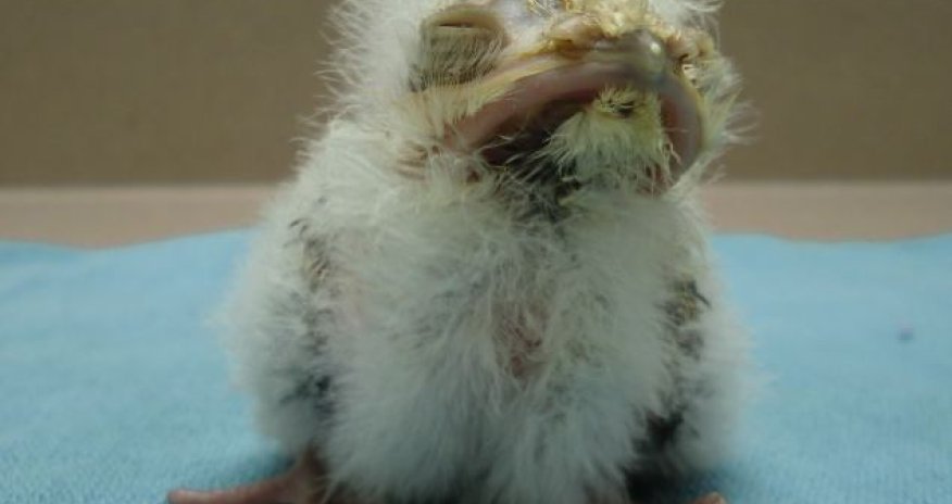 Frogmouth chick is raised by zookeepers because ... - PHOTO
