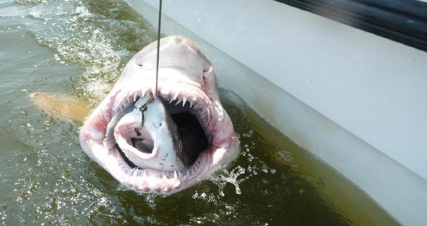 Photos of the Year - PHOTO