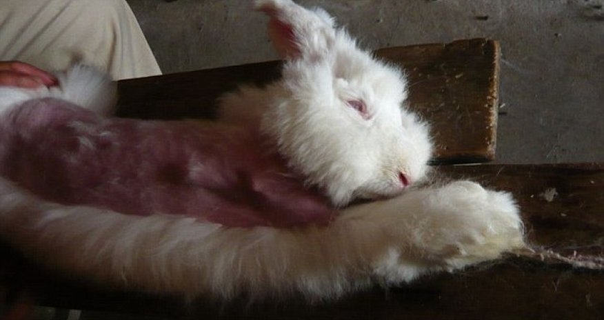 Clothing brands agree to stop selling ‘cruel’ angora wool - PHOTO+VIDEO