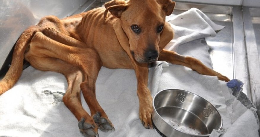 Rescue dog who weighed just 45 pounds