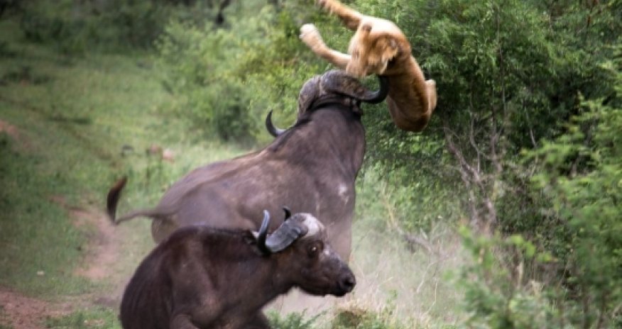 Bull saves its friends who was being eaten by a lion.... - PHOTO+VIDEO