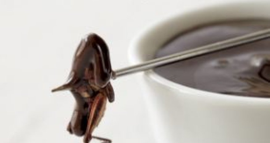 Insect-eating cook creates entire recipe book featuring bugs - PHOTO