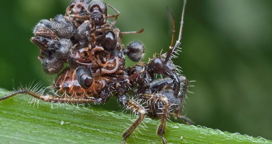 Assassin bug disguises itself with cloak of dead ants - PHOTO